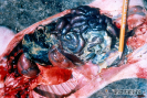 2.5.028 Disentería porcina con hemorragia aguda y exudado seroso en la cavidad abdominal_1