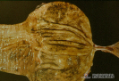 2.5.048 Aplasia segmentaria del intestino de un canideo_1