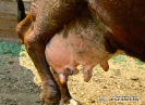 Patología Glándula Mamaria-vaca