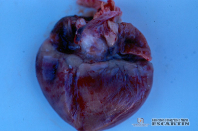 1.3.047	Miocardio de un porcino con hemorragias petequiales, equimosticas y en sufusión en las regiones auricular y ventricular_1