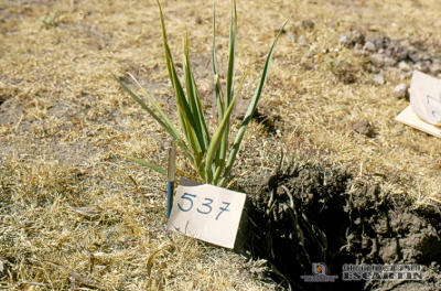   2.6.055 Planta tóxica “cebolleta” in situ (suelo semiárido)_1