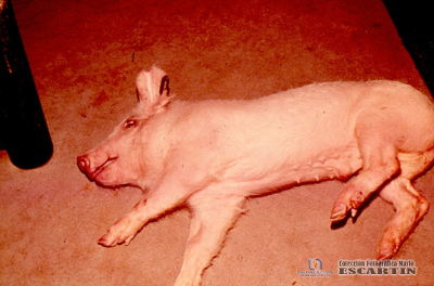 1.4.003 Cerdo en decúbito costal poco antes de la muerte_1