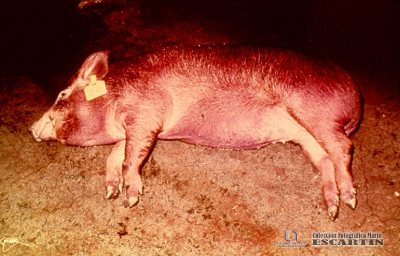 1.4.006 Cianosis cutánea en la región abdominal y extremidades torácicas y pélvicas de un cerdo agonizante por enfermedad septicémica_1