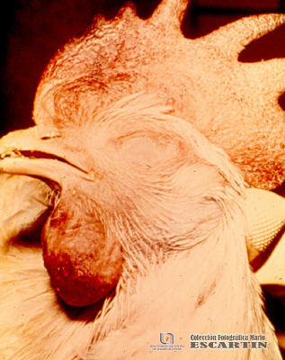 1.1.068	Inflamación de cresta y barbillas y conjuntivitis severa en donde los parpados están cerrados por el exudado y que se aprecian en las aves con enfermedades respiratorias_1
