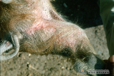 4.1.004 Dermatitis y alopesia en la región inguinal causada por sarna en un porcino_1